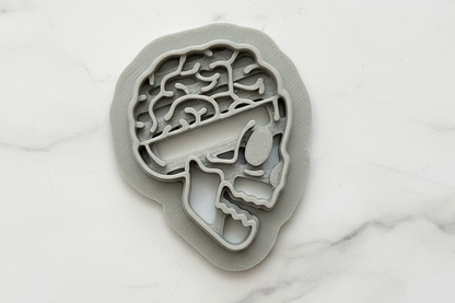 Skull with brains